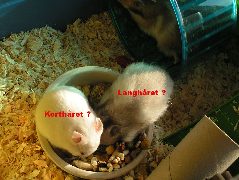 korthåret offwhite og langhåret hvidbåndet sølvgrå.jpg