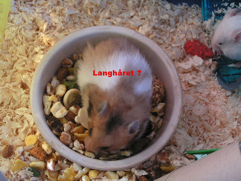 langhåret hvidbåndet gylden.jpg