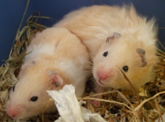 Mine hamstere 015.jpg