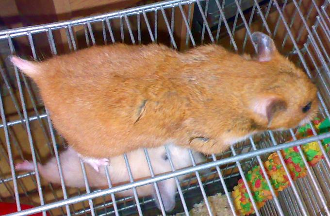 brunst1.jpg