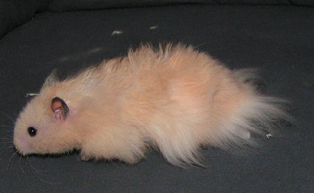 Samson August.jpg
