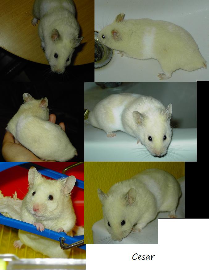 cesar.jpg