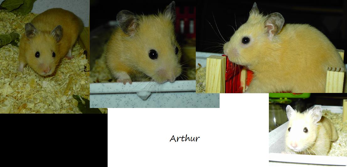 arthur.jpg