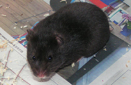 Bimse August.jpg