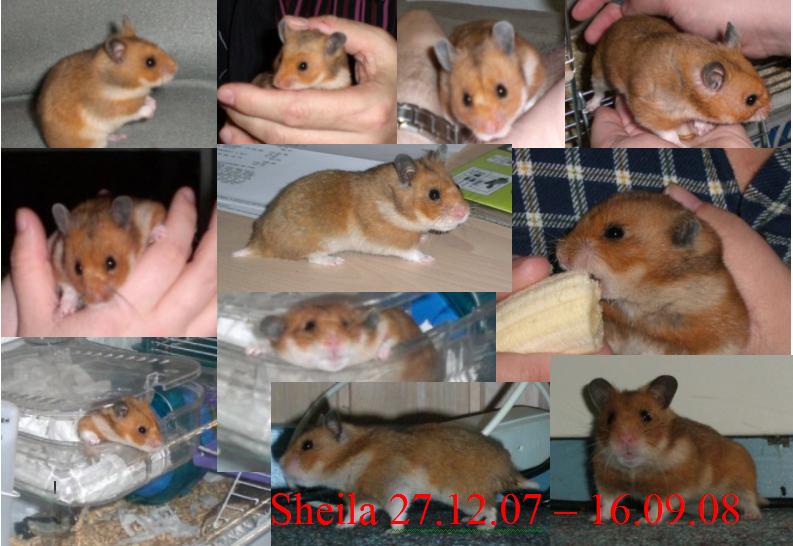 Sheila.jpg