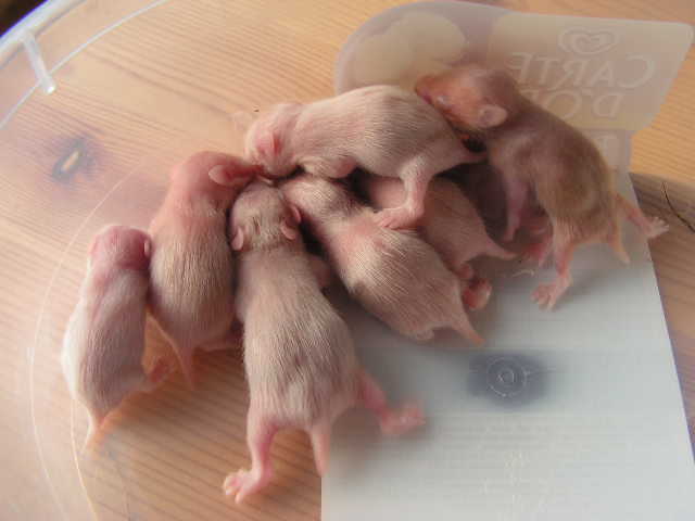 PICT0059.JPG
