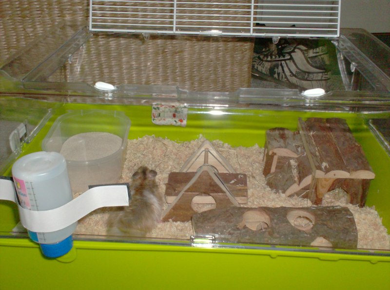 zuki udforsker det nye bur.JPG