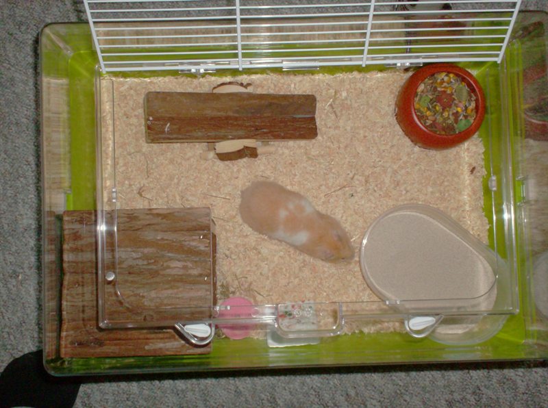 Miss gunnar udforsker det nye bur.JPG