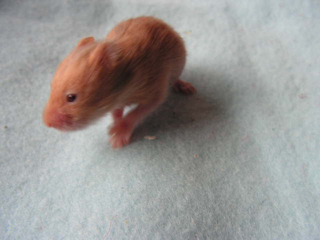 PICT0068.JPG