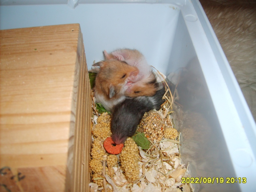 Ungerne leger (22 dage).JPG