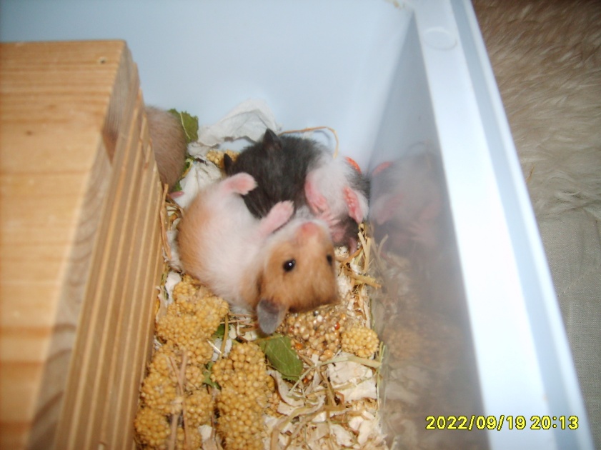 Unger leger (22 dage).JPG