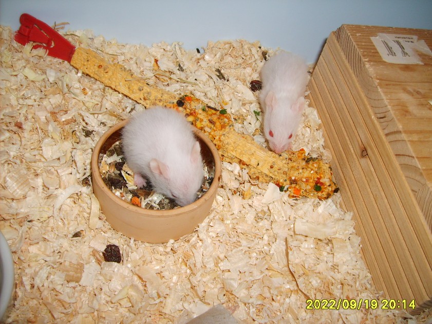 cdcd pp ungerne 22 dage.JPG