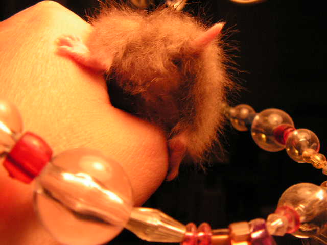 PICT0028.JPG