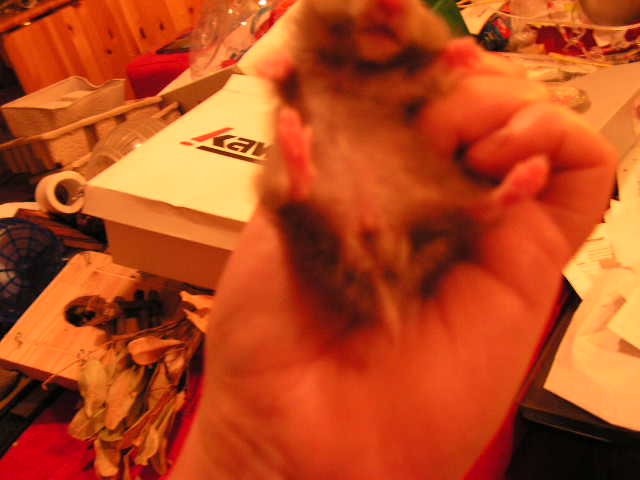 PICT0031.JPG
