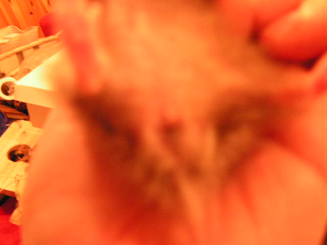 PICT0032.JPG