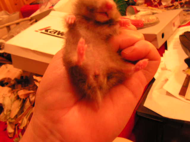 PICT0033.JPG