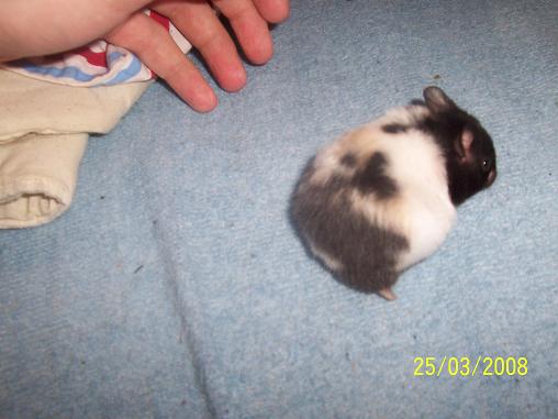 Tortie 004.jpg