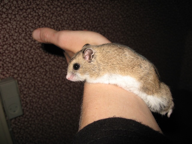 Hamsterbos Søren.JPG