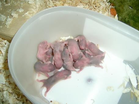 Hamstere 032.jpg