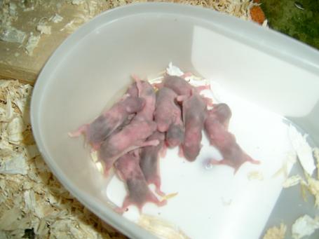 Hamstere 029.jpg