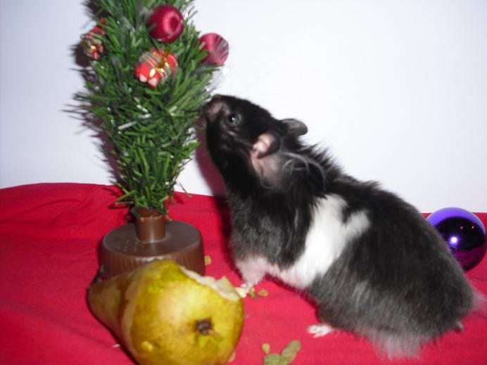 blomst jul2.jpg