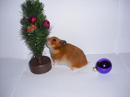 Putte jul1.jpg