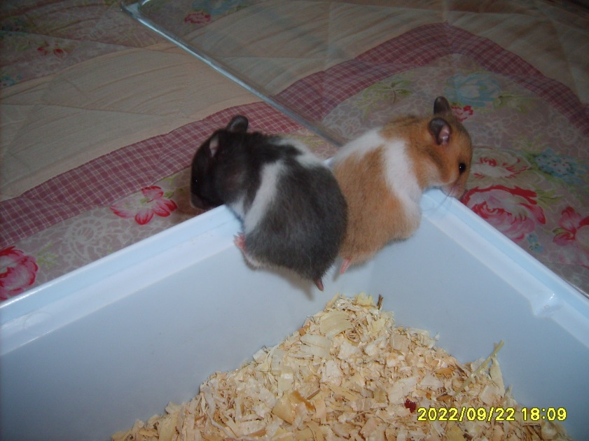 Ying og yang xD 25 dage.JPG