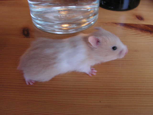 PICT0572.JPG