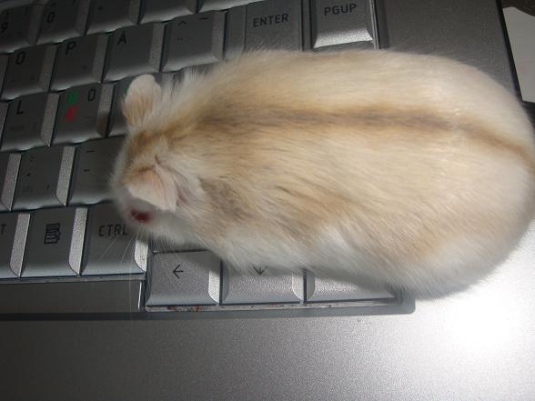 Hamster01.jpg