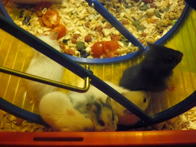 fastelavn skole 09 121.jpg