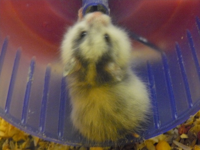 fastelavn skole 09 111.jpg