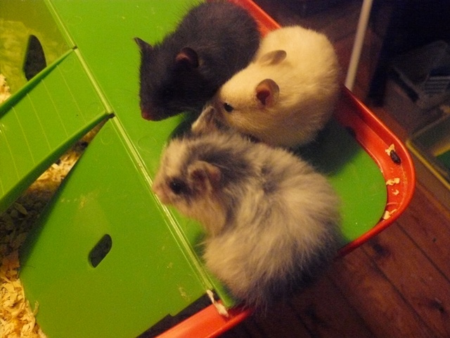 fastelavn skole 09 054.jpg