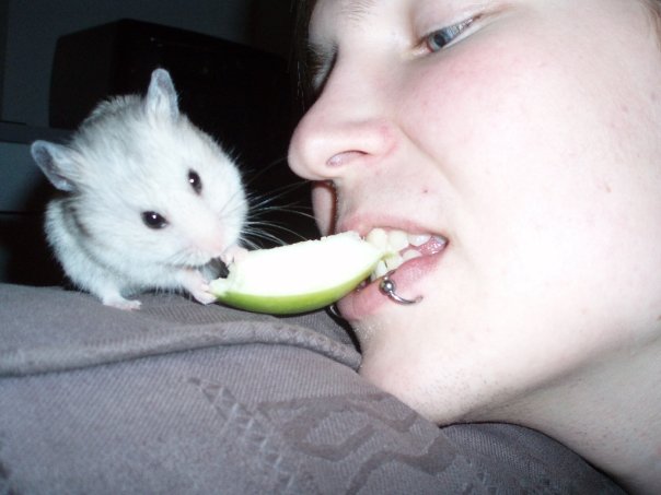 bølle2.jpg