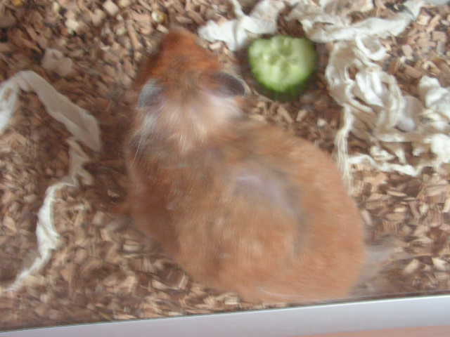 PICT1238.JPG