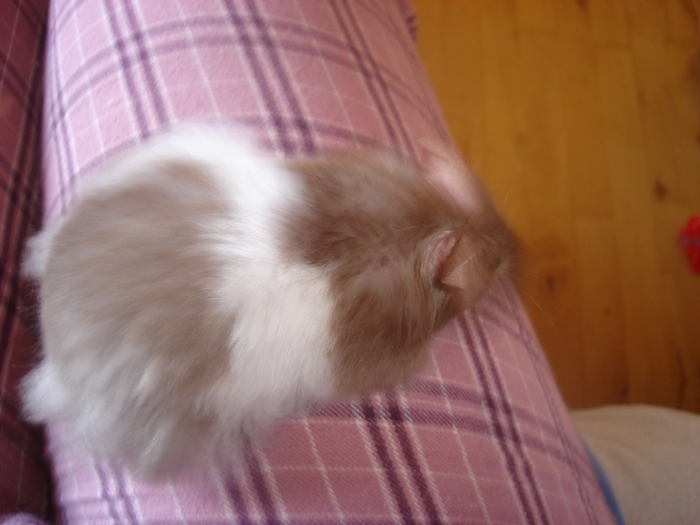 gogge 001------.jpg