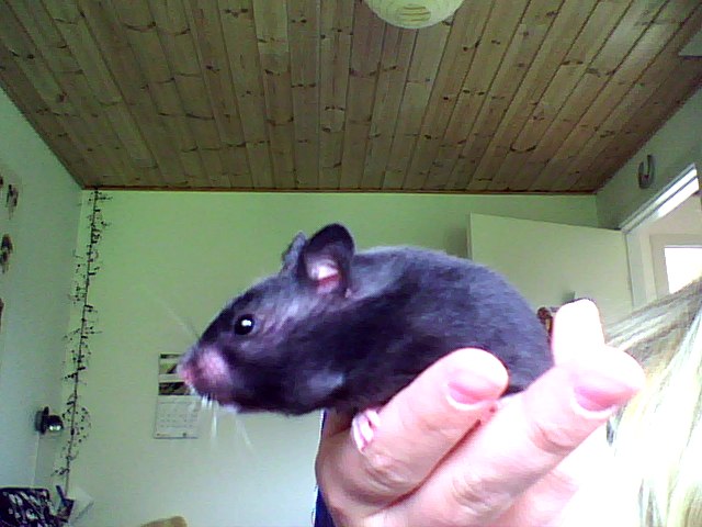 Snapshot_20090510_26.jpg