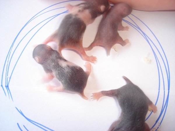 totte ---trilles unger søndag d.20 040------.jpg