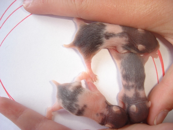 totte ---trilles unger søndag d.20 038-------.jpg