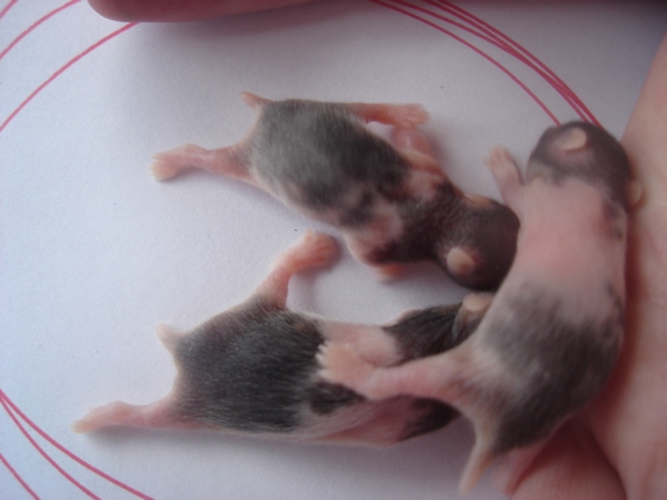 totte ---trilles unger søndag d.20 037-----.jpg