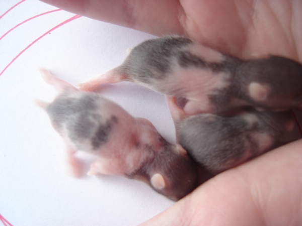 totte ---trilles unger søndag d.20 036--------.jpg