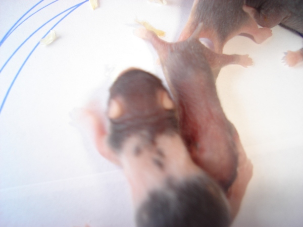 totte ---trilles unger søndag d.20 044----lille dreng.jpg