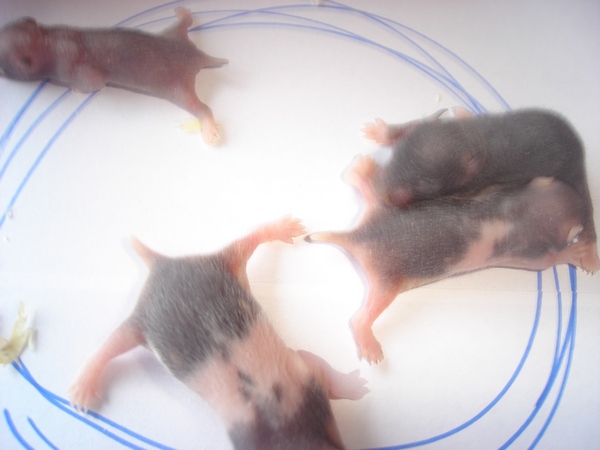 totte ---trilles unger søndag d.20 042------.jpg