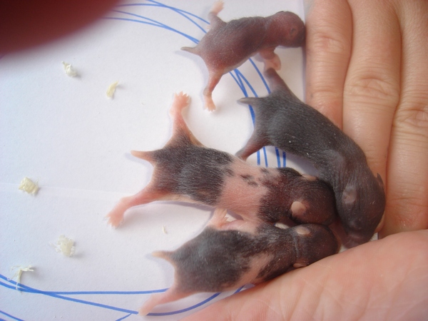 totte ---trilles unger søndag d.20 041-----.jpg