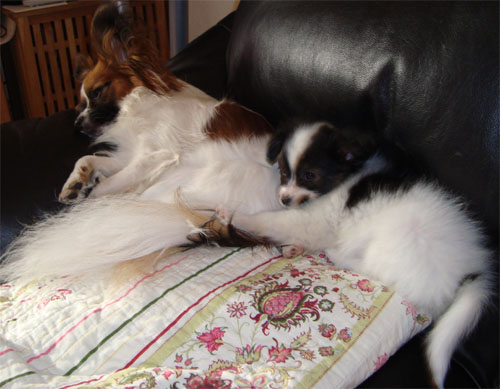 kovu og aslan 2 500.jpg