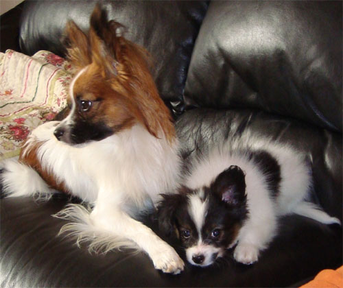 kovu og aslan 500.jpg