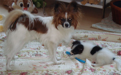 kovu og aslan 3 500.jpg