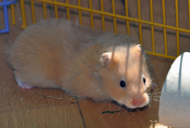 rsz_dsc_0001.jpg