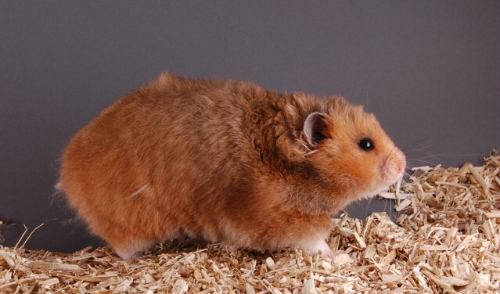 Bubbi1~1.jpg
