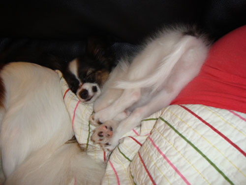 DSC01181 500.jpg