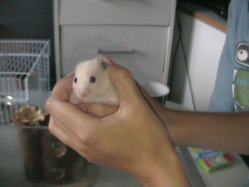 DCAM0117- HamsterOne2.jpg